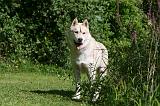 SIBERIAN HUSKY 942